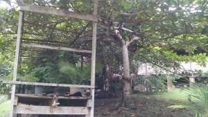 SAUL Dec 2016 (55)